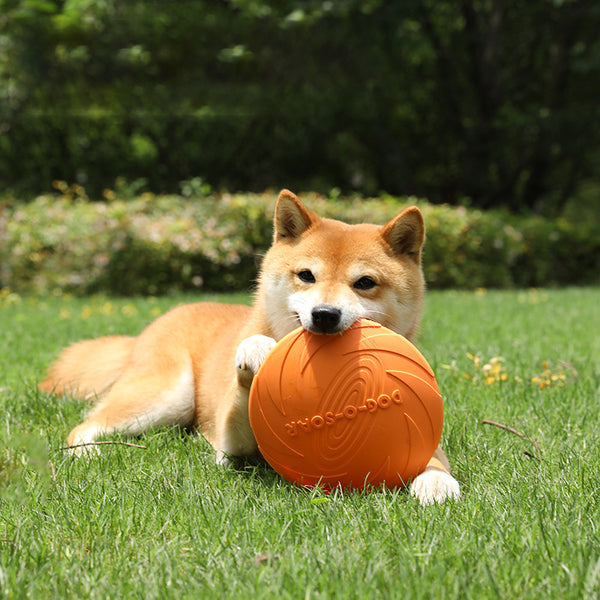 Dog Training Frisbee