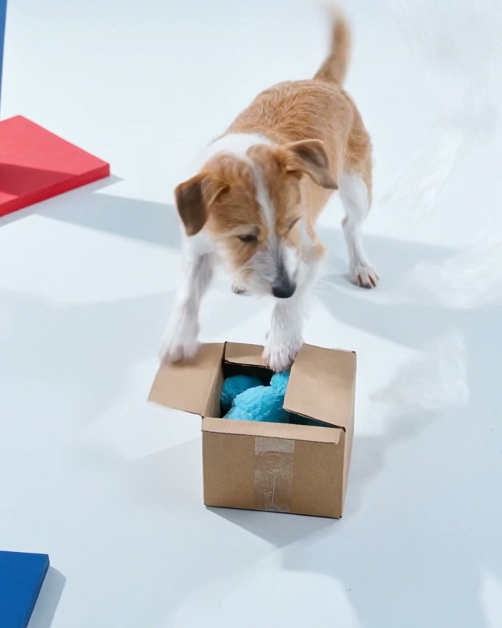 A dog pulling a toy out of an open Pawgevity box on a living room rug